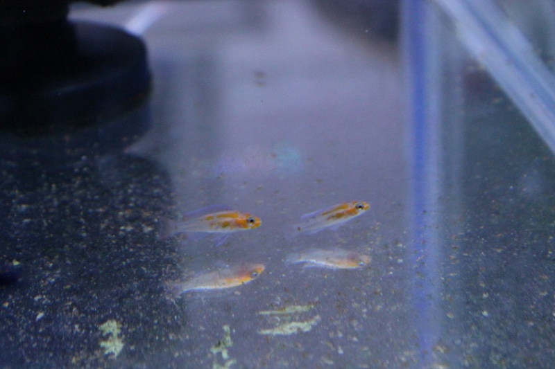 Neolamprologus sp. 'cygnus'